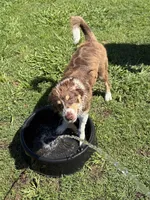 Josie, a female Australian Shepherd for sale in Oakdale, CA – 5 of 5