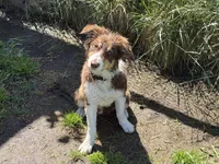 Josie, a female Australian Shepherd for sale in Oakdale, CA – 1 of 5