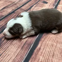 Gold, a female Australian Shepherd and Border Collie for sale in Oakdale, CA – Photo 7 of 10