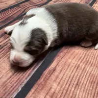 Gold, a female Australian Shepherd and Border Collie for sale in Oakdale, CA – Photo 9 of 10