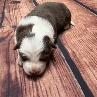 Gold, a female Australian Shepherd and Border Collie for sale in Oakdale, CA – Photo 8 of 10