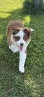 Gold, a female Australian Shepherd and Border Collie for sale in Oakdale, CA – Photo 3 of 6