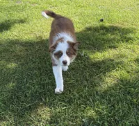 Gold, a female Australian Shepherd and Border Collie for sale in Oakdale, CA – Photo 4 of 6