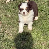 Gold, a female Australian Shepherd and Border Collie for sale in Oakdale, CA – Photo 1 of 10
