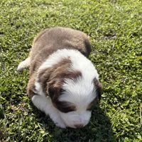Gold, a female Australian Shepherd and Border Collie for sale in Oakdale, CA – Photo 6 of 10