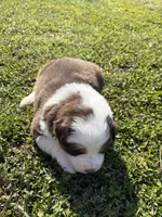 processed/25d127cc-d064-4e0f-b002-530675fea1bc/listing/3e04cff7-f49e-454b-80af-2ff94894123f/5575a1df-db32-473f-9e42-b1d0407a9099