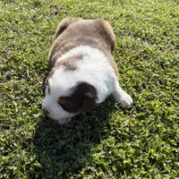 Gold, a female Australian Shepherd and Border Collie for sale in Oakdale, CA – Photo 3 of 10
