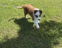 Gold, a female Australian Shepherd and Border Collie for sale in Oakdale, CA – Photo 5 of 6