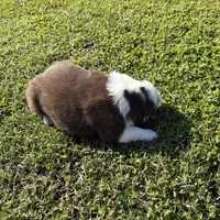 Gold, a female Australian Shepherd and Border Collie for sale in Oakdale, CA – Photo 5 of 10