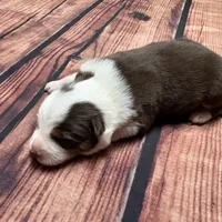 Gold, a female Australian Shepherd and Border Collie for sale in Oakdale, CA – Photo 10 of 10