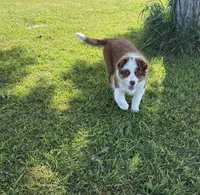 Gold, a female Australian Shepherd and Border Collie for sale in Oakdale, CA – Photo 6 of 6
