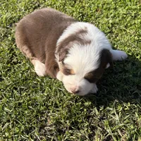 Gold, a female Australian Shepherd and Border Collie for sale in Oakdale, CA – Photo 2 of 10