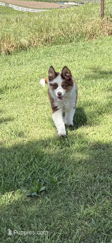 Gold – Australian Shepherd, Border Collie puppy for sale in Oakdale, CA