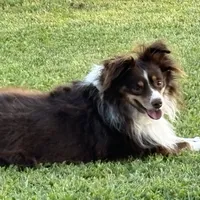 ASDR Kaycee, a male Toy Australian Shepherd for sale in Oakdale, CA – Photo 1 of 5