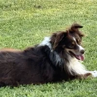 ASDR Kaycee, a male Toy Australian Shepherd for sale in Oakdale, CA – Photo 3 of 5