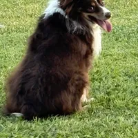 ASDR Kaycee, a male Toy Australian Shepherd for sale in Oakdale, CA – Photo 2 of 5