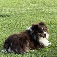 ASDR Kaycee, a male Toy Australian Shepherd for sale in Oakdale, CA – Photo 5 of 5