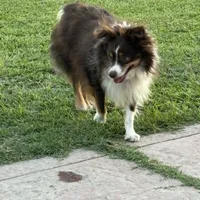 ASDR Kaycee, a male Toy Australian Shepherd for sale in Oakdale, CA – Photo 4 of 5