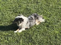 Koda, a female Toy Australian Shepherd for sale in Oakdale, CA – Photo 2 of 10