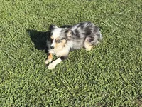 Koda, a female Toy Australian Shepherd for sale in Oakdale, CA – Photo 1 of 10
