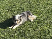 Koda, a female Toy Australian Shepherd for sale in Oakdale, CA – Photo 4 of 10