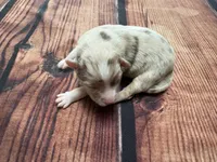 Stream, a female Australian Shepherd for sale in Oakdale, CA – Photo 5 of 10