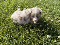Stream, a female Australian Shepherd for sale in Oakdale, CA – Photo 5 of 10