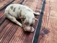 Stream, a female Australian Shepherd for sale in Oakdale, CA – Photo 3 of 10