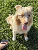 Stream, a female Australian Shepherd for sale in Oakdale, CA – Photo 9 of 10