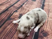 Stream, a female Australian Shepherd for sale in Oakdale, CA – Photo 2 of 10