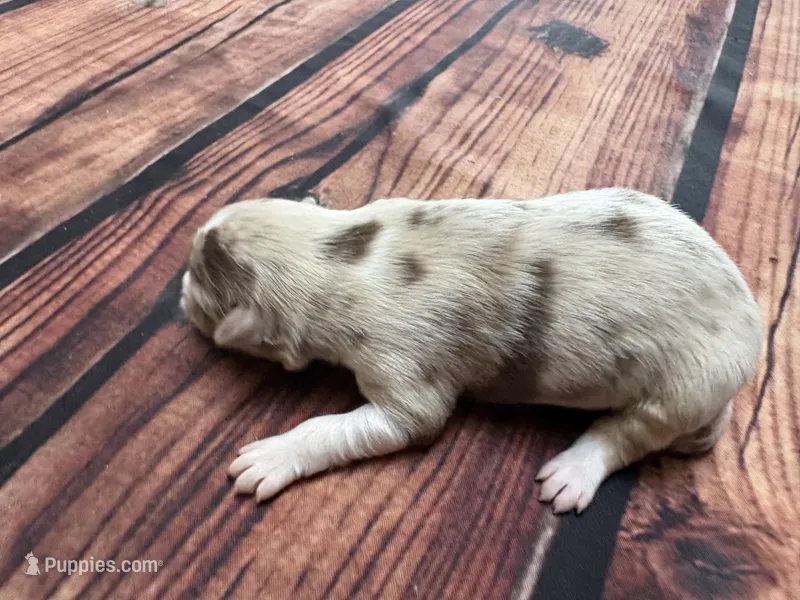 Stream – Australian Shepherd puppy for sale in Oakdale, CA