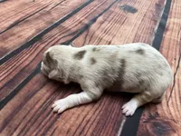 Stream, a female Australian Shepherd for sale in Oakdale, CA – Photo 1 of 10