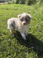 Stream, a female Australian Shepherd for sale in Oakdale, CA – Photo 4 of 10
