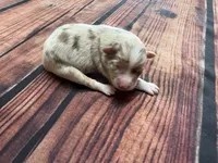 Stream, a female Australian Shepherd for sale in Oakdale, CA – Photo 10 of 10