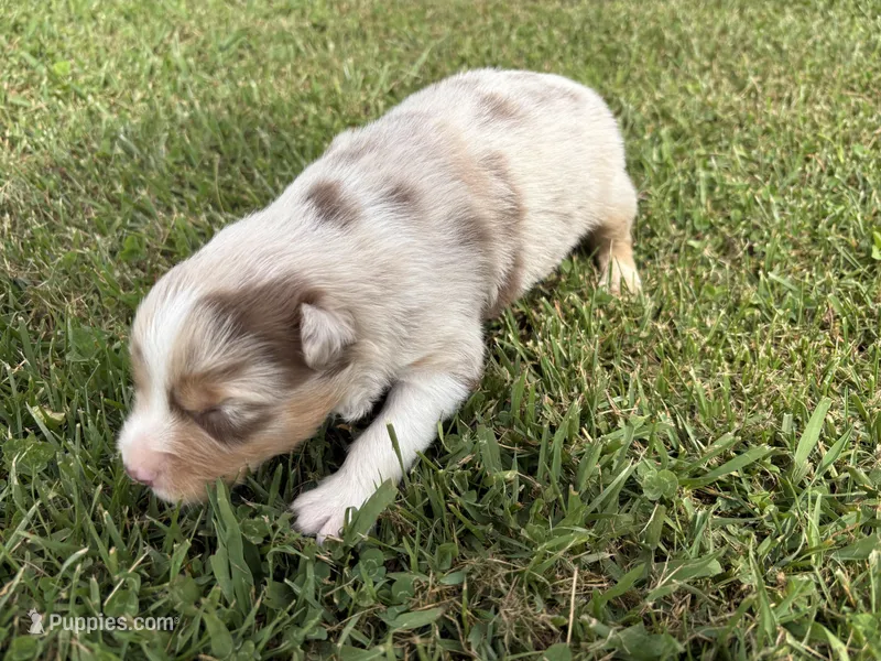 Stream – Australian Shepherd puppy for sale in Oakdale, CA