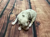 Stream, a female Australian Shepherd for sale in Oakdale, CA – Photo 8 of 10