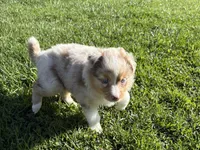 Stream, a female Australian Shepherd for sale in Oakdale, CA – Photo 3 of 10