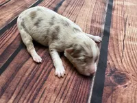 Stream, a female Australian Shepherd for sale in Oakdale, CA – Photo 9 of 10