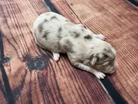 Stream, a female Australian Shepherd for sale in Oakdale, CA – Photo 7 of 10