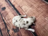 Stream, a female Australian Shepherd for sale in Oakdale, CA – Photo 4 of 10