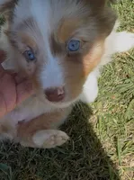 Stream, a female Australian Shepherd for sale in Oakdale, CA – Photo 7 of 10