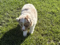 Stream, a female Australian Shepherd for sale in Oakdale, CA – Photo 2 of 10