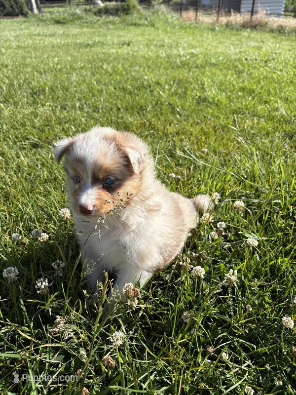 Stream – Australian Shepherd puppy for sale in Oakdale, CA