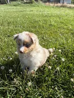 Stream, a female Australian Shepherd for sale in Oakdale, CA – Photo 1 of 10