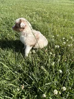 Stream, a female Australian Shepherd for sale in Oakdale, CA – Photo 6 of 10