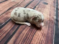 Stream, a female Australian Shepherd for sale in Oakdale, CA – Photo 6 of 10