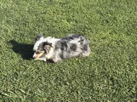 Koda, a female Toy Australian Shepherd for sale in Oakdale, CA – Photo 7 of 10