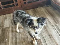 Koda, a female Toy Australian Shepherd for sale in Oakdale, CA – Photo 10 of 10