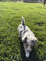River, a female Australian Shepherd for sale in Oakdale, CA – Photo 4 of 10