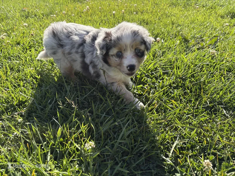 River – Australian Shepherd puppy for sale in Oakdale, CA